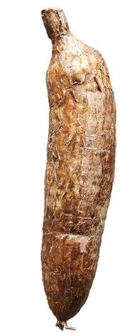 Cassava